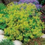 Gelb blühender OBI Frauenmantel Thriller (Alchemilla mollis) im Gartenbeet.