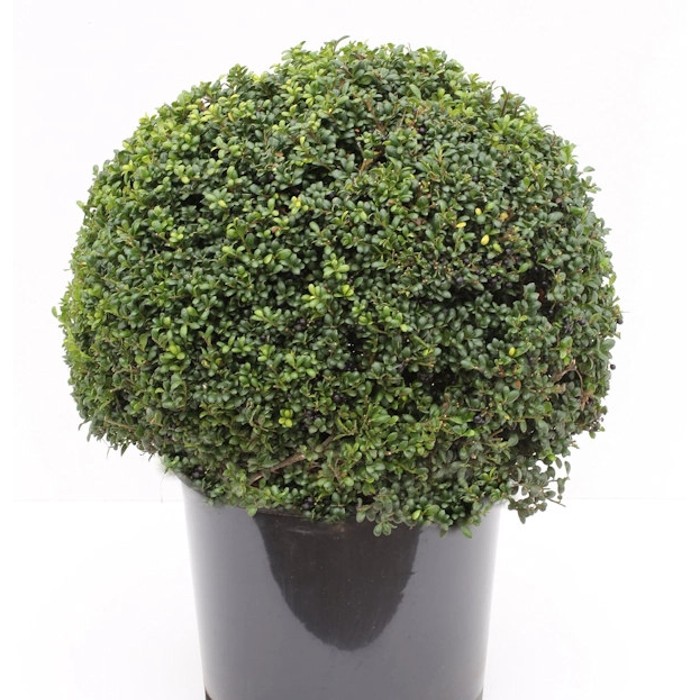 Ilex Kugel 40 Cm