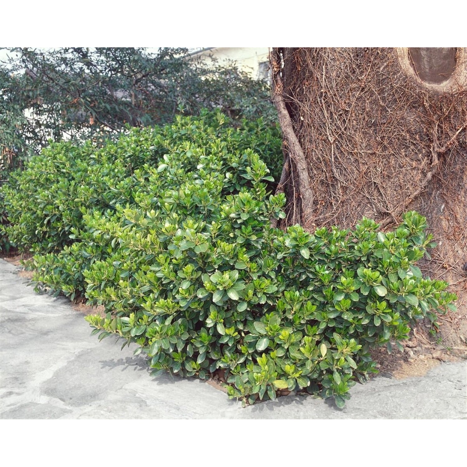 Euonymus Fortunei Vegetus Spindelstrauch Immergrün 80–100 cm günstig online kaufen