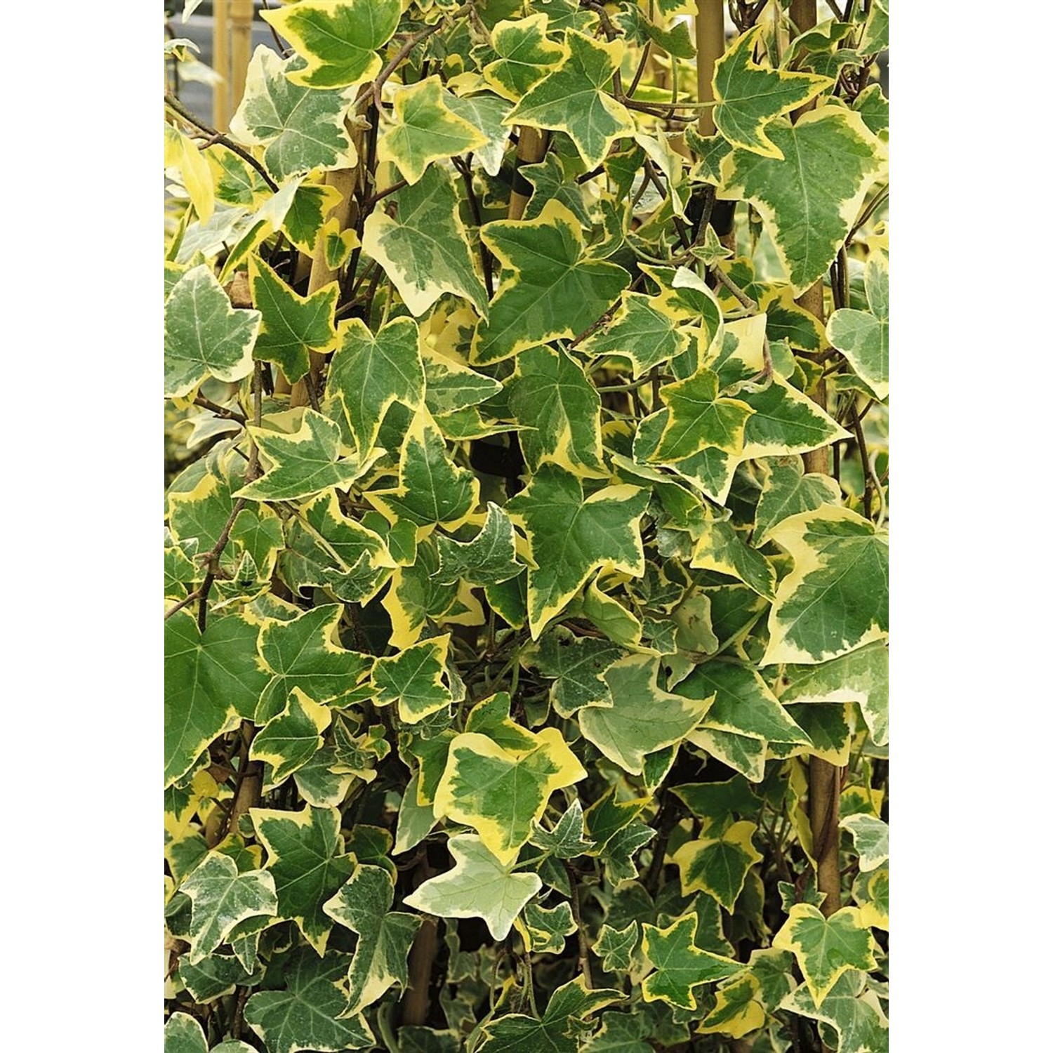 Hedera Helix Goldchild Efeu Gelb-Grün 60–100 cm günstig online kaufen