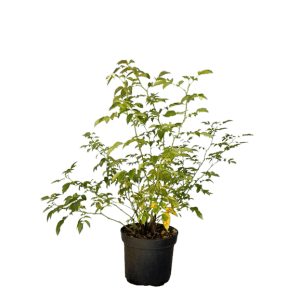 Baumfink Hundsrose im Topf, ca. 60-100cm hoch, mit grünen Blättern. Wildrose für Garten und Balkon.