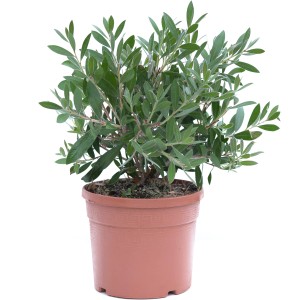Zylinderputzer Splendens im Topf, ca. 20-30 cm hoch. Kübelpflanze mit grünen Blättern.