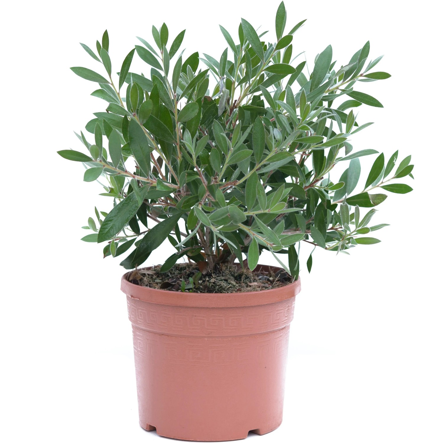 Zylinderputzer Splendens im Topf, ca. 20-30 cm hoch. Kübelpflanze mit grünen Blättern.