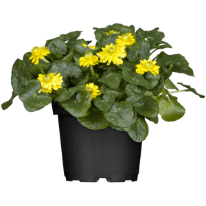 Gelbes Scharbockskraut (Ranunculus ficaria) im Topf, ideal als Bodendecker für schattige Gärten.