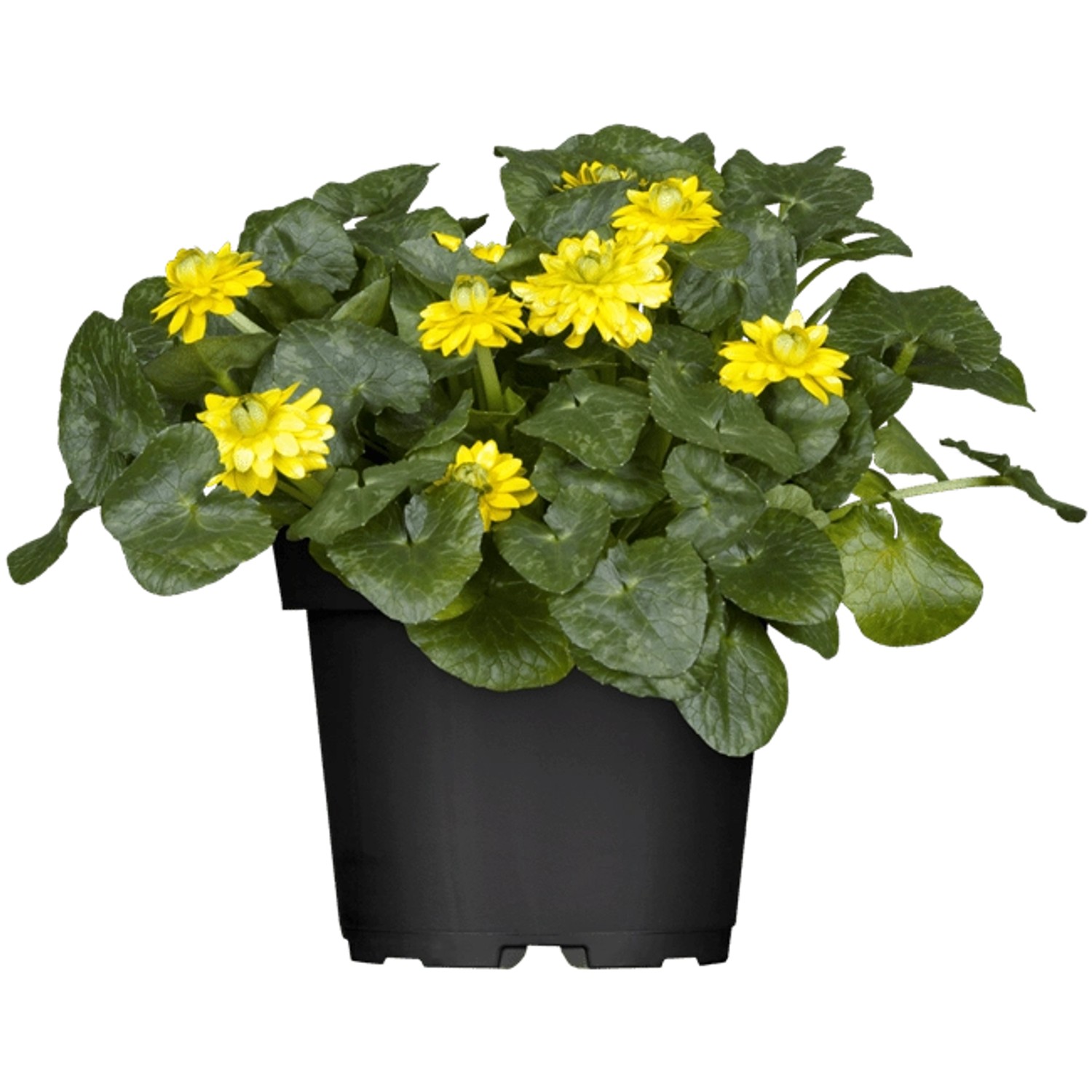 Ranunculus Ficaria Scharbockskraut Gelb Ca. 9x9 cm Topf günstig online kaufen