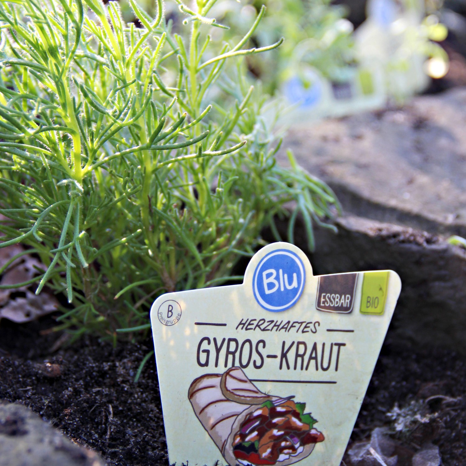 Blu Bio-Gyros-Kraut im Topf (Ø 12cm). Aromatische Pflanze für Fleischgerichte und Kräutergärten.