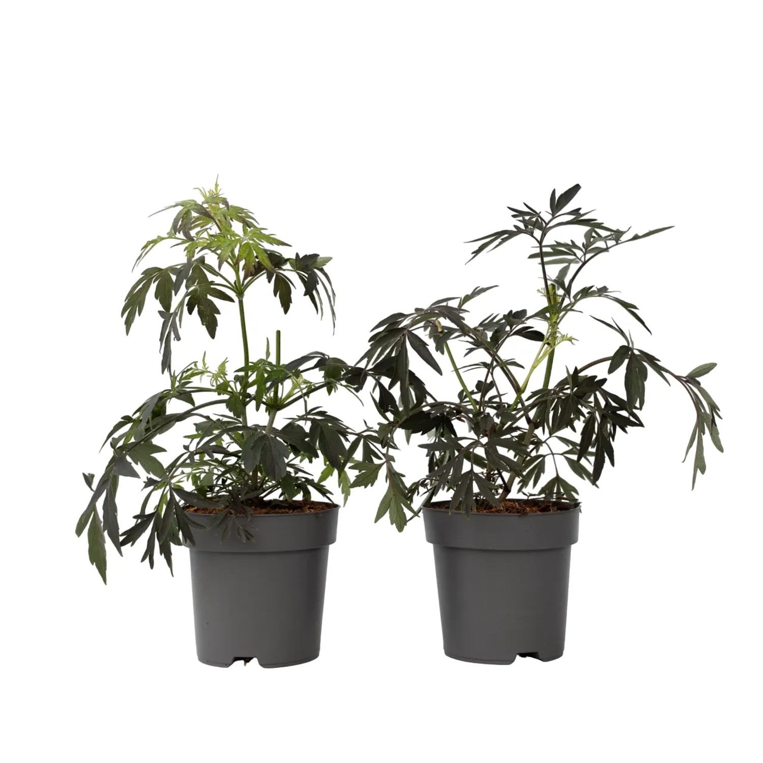 Plant In A Box Holunder X2  Sambucus Nigra 'Black Lace' Höhe 25cm Ø17 Rosa