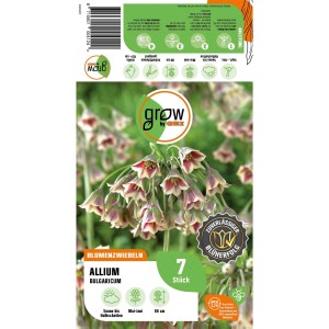 Zierlauch 'Nectaroscordum': Blumenzwiebeln mit lila-weißen, glockenförmigen Blüten, 7 Stück. Ideal für Beet und Rabatte.