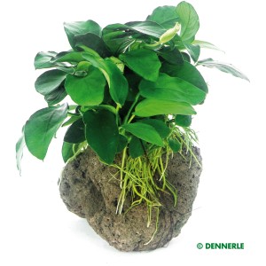 Dennerle Aquariumpflanze Anubias Nana auf Stein, grüne Blätter und Wurzeln.