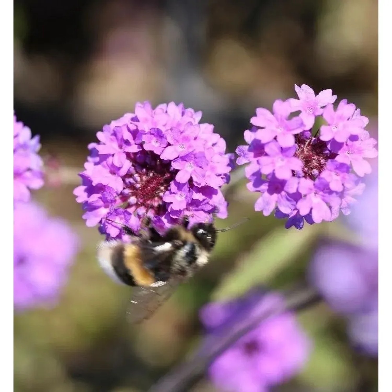 Steifes Eisenkraut - Verbena rigida