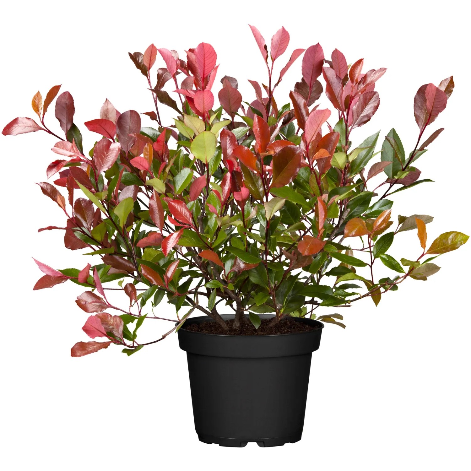 GROW by OBI Glanzmispel Red Robin 40-50 cm 3 l kaufen bei OBI