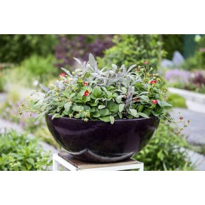 Salvia Officinalis Tricolor im Topf, eine bunte Salbei-Staude mit grün-weiß-rosa Blättern in einem dunklen Topf.