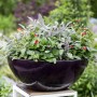 Salvia Officinalis Tricolor im Topf, eine bunte Salbei-Staude mit grün-weiß-rosa Blättern in einem dunklen Topf.