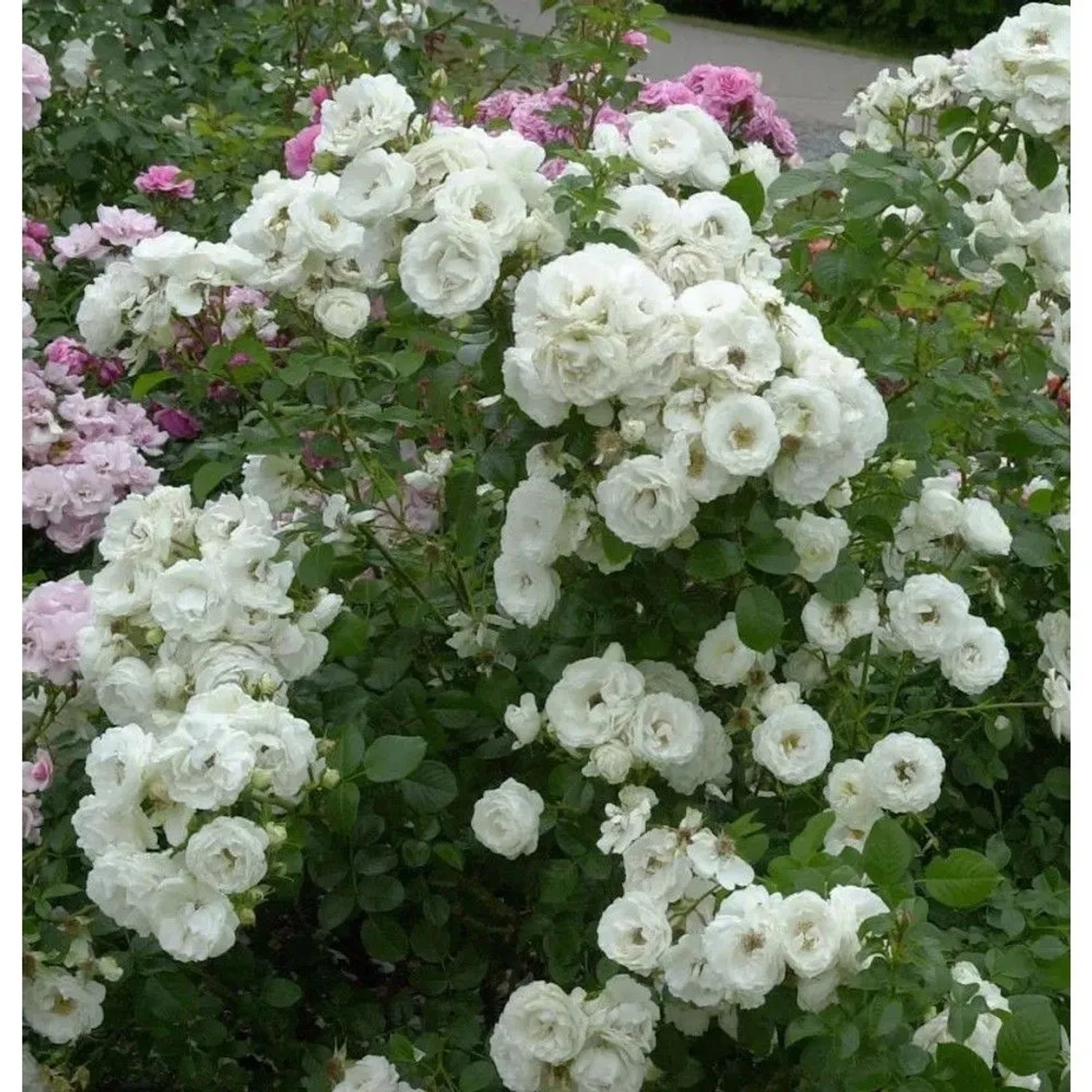 Strauchrose Weisse Wolke 30-60cm
