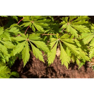 Nahaufnahme des grünen Fächerahorns (Acer japonicum Aconitifolium) mit filigranen Blättern.