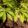 Nahaufnahme des grünen Fächerahorns (Acer japonicum Aconitifolium) mit filigranen Blättern.