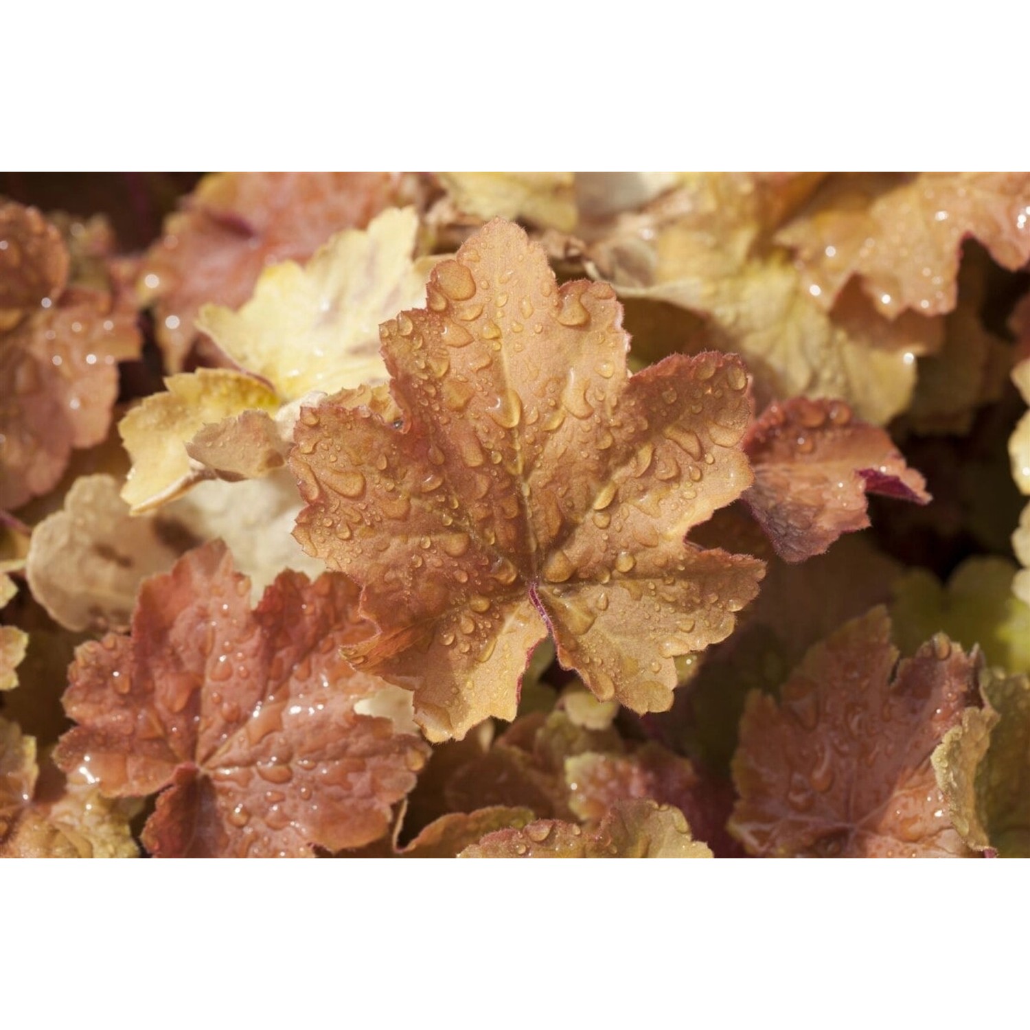 Heuchera Villosa Caramel R 2-3 Liter Container günstig online kaufen