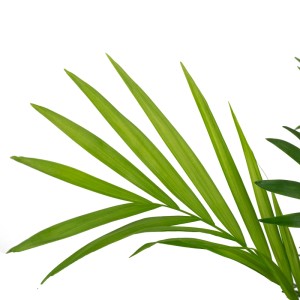 2er-Set Bergpalme (Chamaedorea). Tropische Grünpflanze, ca. 65 cm hoch.