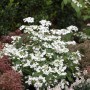 Japanischer Schneeball Viburnum Plicatum mit weißen Blüten im Garten.