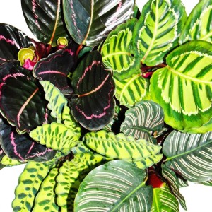 Exotenherz Schattenpflanzen 4er Set mit auffälligen Blattmustern, Calathea, ca. 50cm hoch.