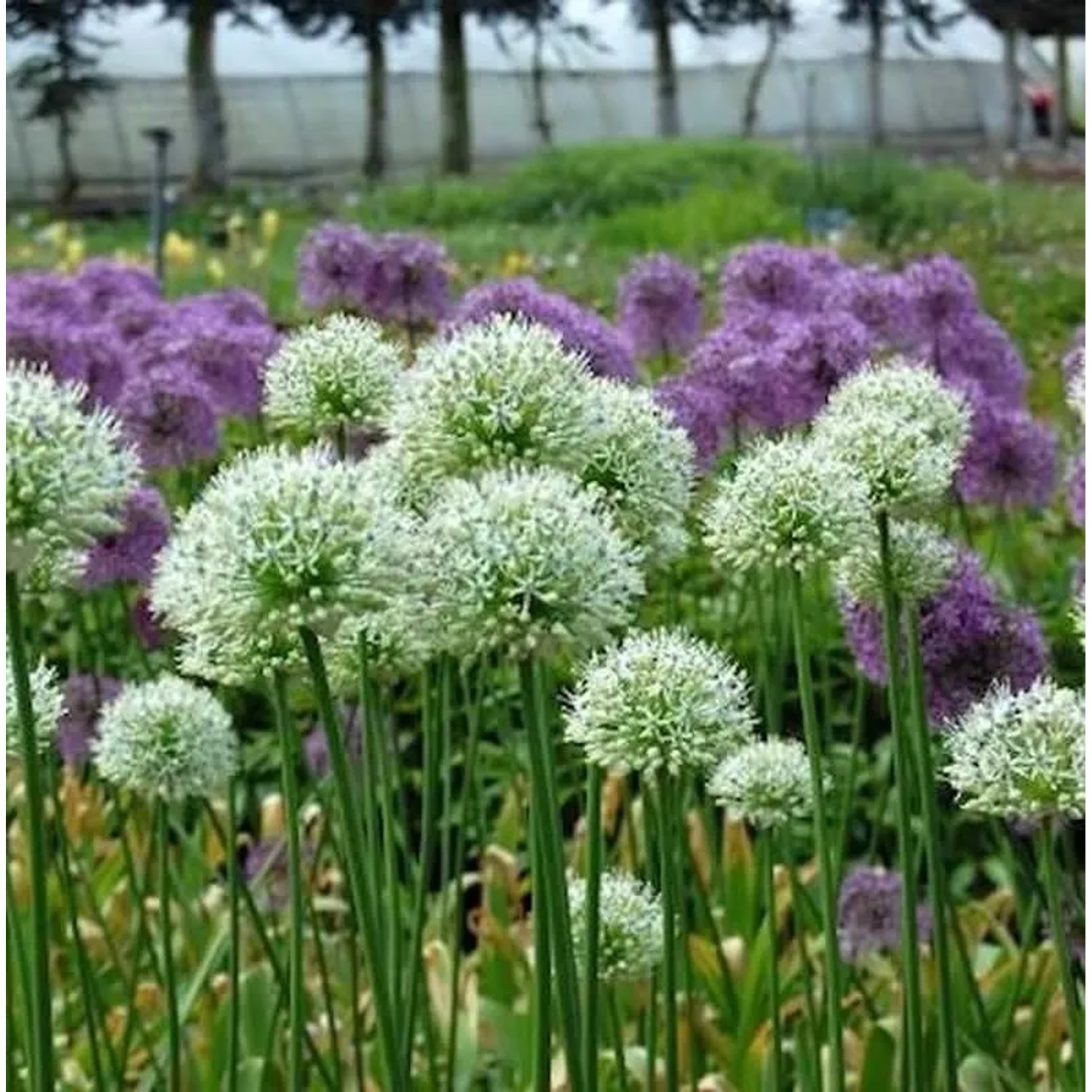 Zierlauch Mont Blanc - Allium stipitatum