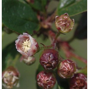 Nahaufnahme der Blütenknospen der glänzenden Zwergmispel (Cotoneaster lucidus).