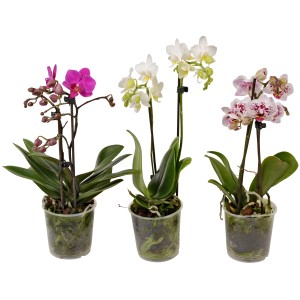 Drei Schmetterlingsorchideen (Phalaenopsis) in verschiedenen Farben, je mit 2 Trieben und vielen Blüten.