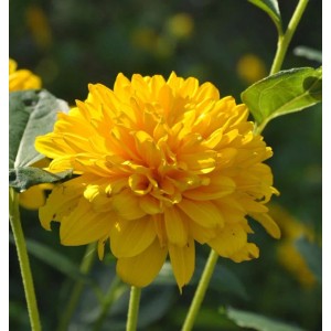 Nahaufnahme einer gefüllten, gelben Sonnenblume Sunshine Daydream (Helianthus decapetalus).