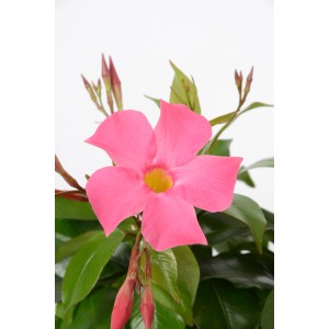 Nahaufnahme einer rosa Dipladenie (Mandevilla sanderi) mit grünen Blättern. Blühende Kübelpflanze.