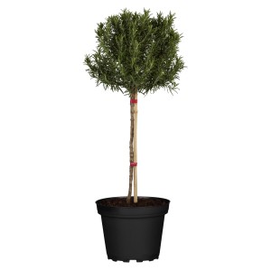 Rosmarin-Stämmchen im Topf, ca. 60-80 cm hoch, dekorative Küchenkräuter.