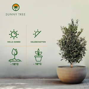 Winterharter Olivenbaum Olea Europea (Höhe 100-120 cm) im Topf. Immergrüne Pflanze für Garten und Balkon.