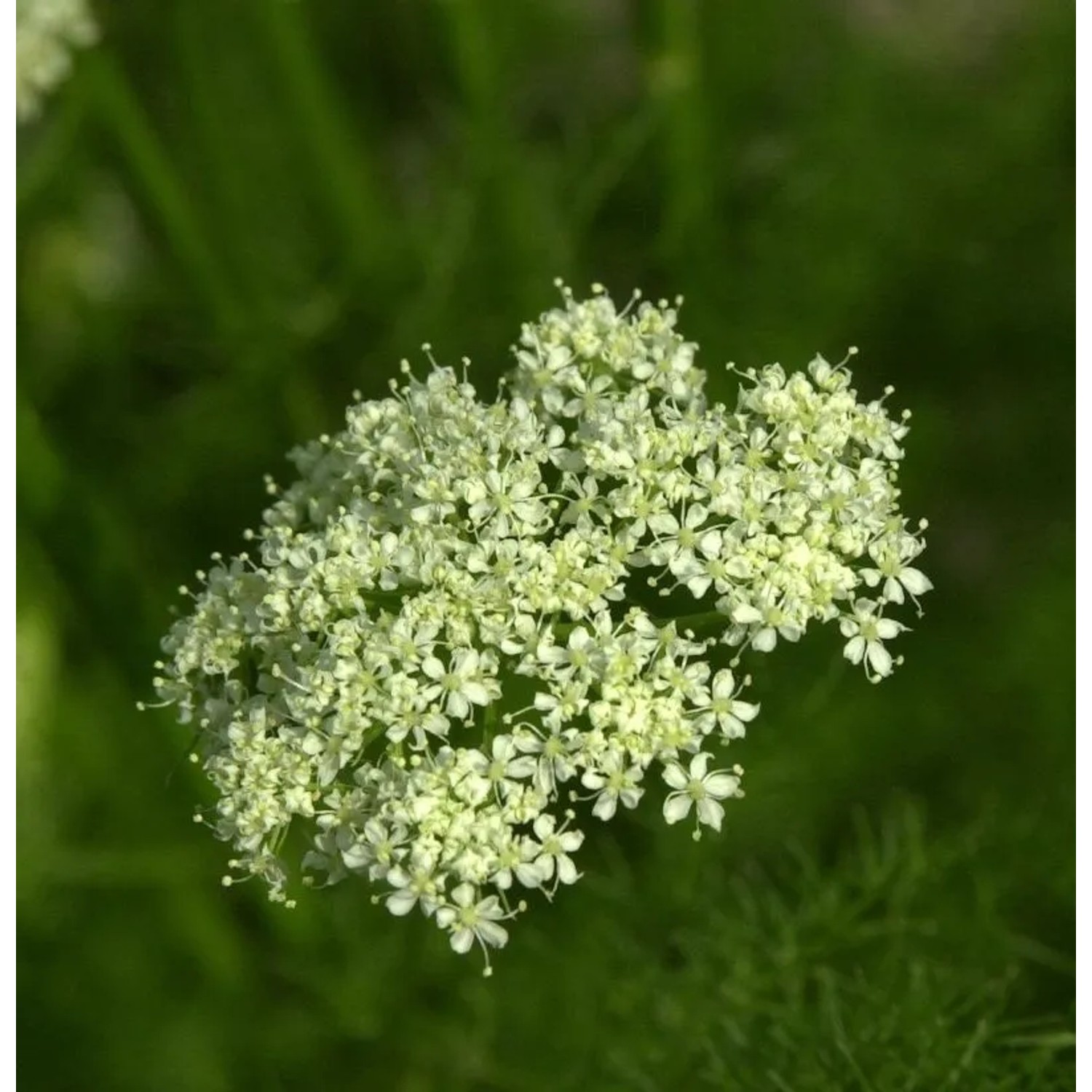 Bärwurz - Meum athamanticum