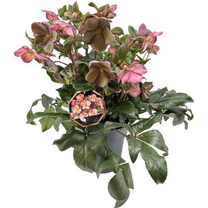 Helleborus Ice n Roses rot im Topf, ca. 24 cm Durchmesser. Winterblühende Christrose mit rosa Blüten.