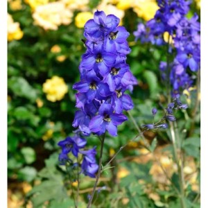 Blauer Hoher Rittersporn Waldenburg (Delphinium elatum) im Detail.