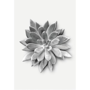 Komar Wandbild: Agave Sukkulente in Grautönen, 50x70 cm. Dekorative Wandgestaltung für Wohnräume.