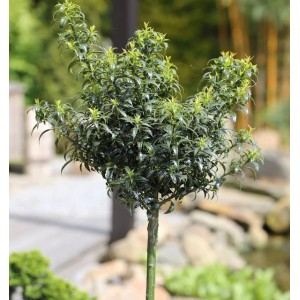 Hochstamm Stechpalme Ilex Heckenzwerg, 80-100cm, im Garten. Immergrüner Strauch mit dichter Krone.