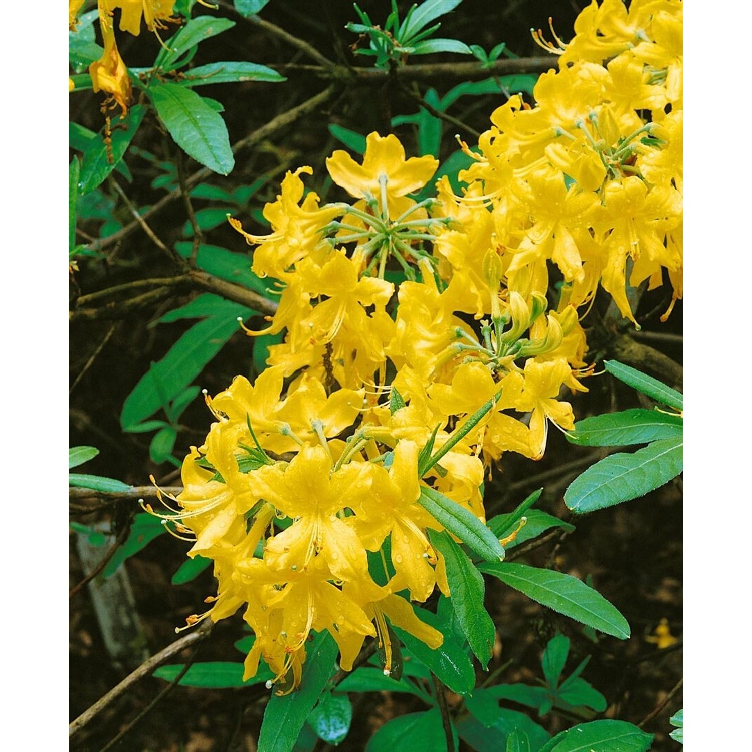 Rhododendron Lutescens Gelb Blühend 30–40 cm günstig online kaufen