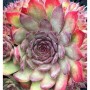 Dachwurz Pickwick - Sempervivum cultorum