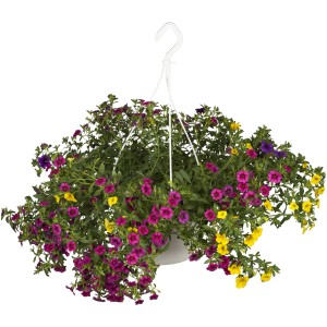 Zauberglöckchen Trio Ampel mit lila, gelben und pinken Blüten im Topf.