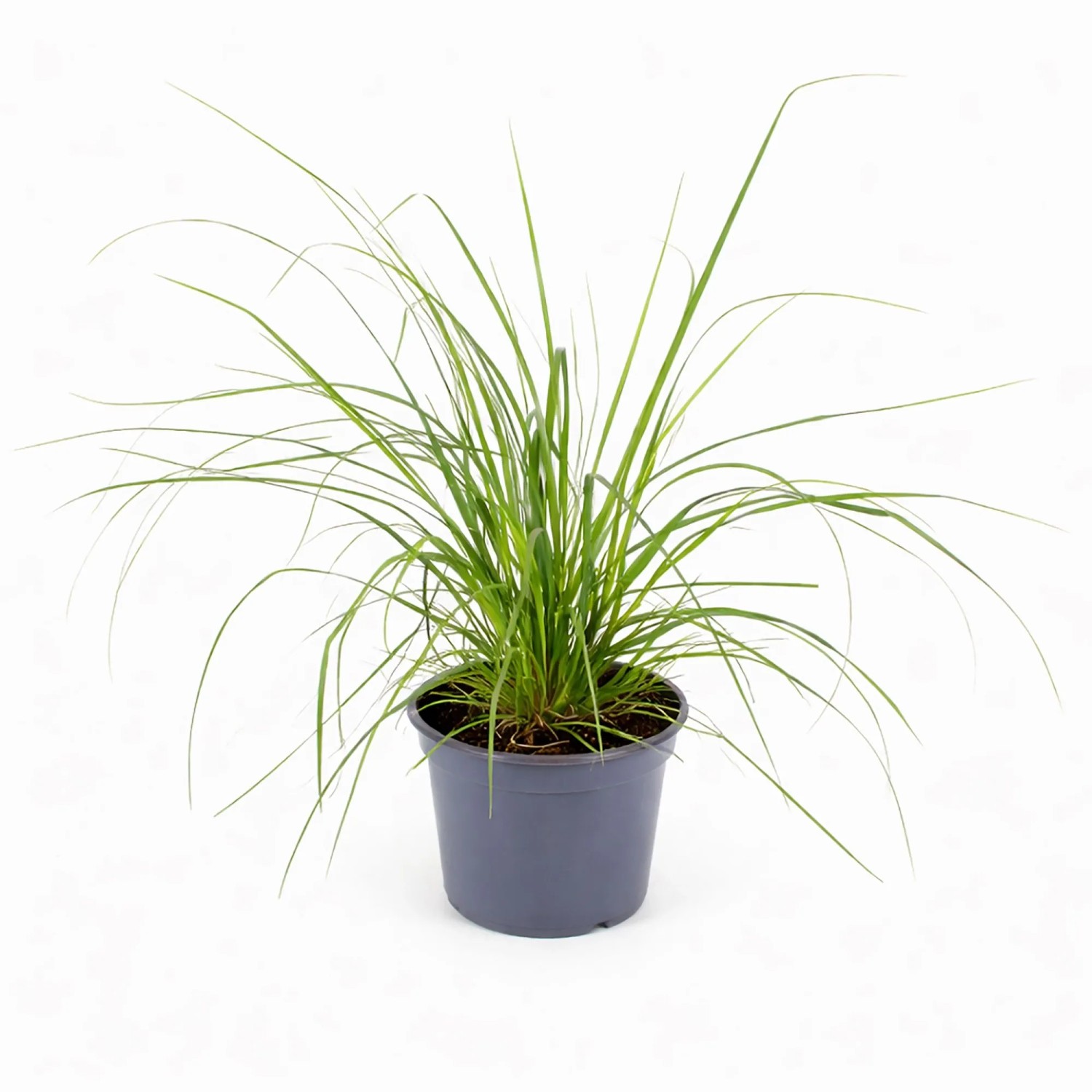 GROW by OBI Rosa Pampasgras Cortaderia sel. Rosea T19 kaufen bei OBI