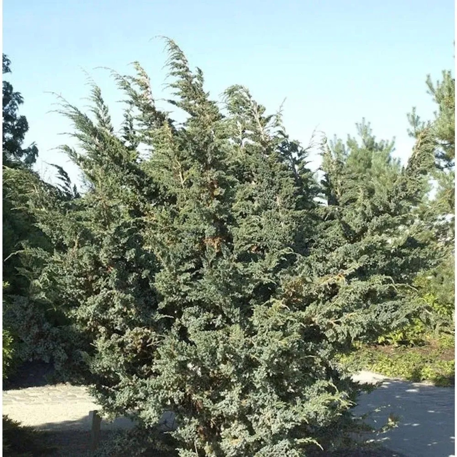 Blauzeder Wacholder 25-30cm - Juniperus squamata
