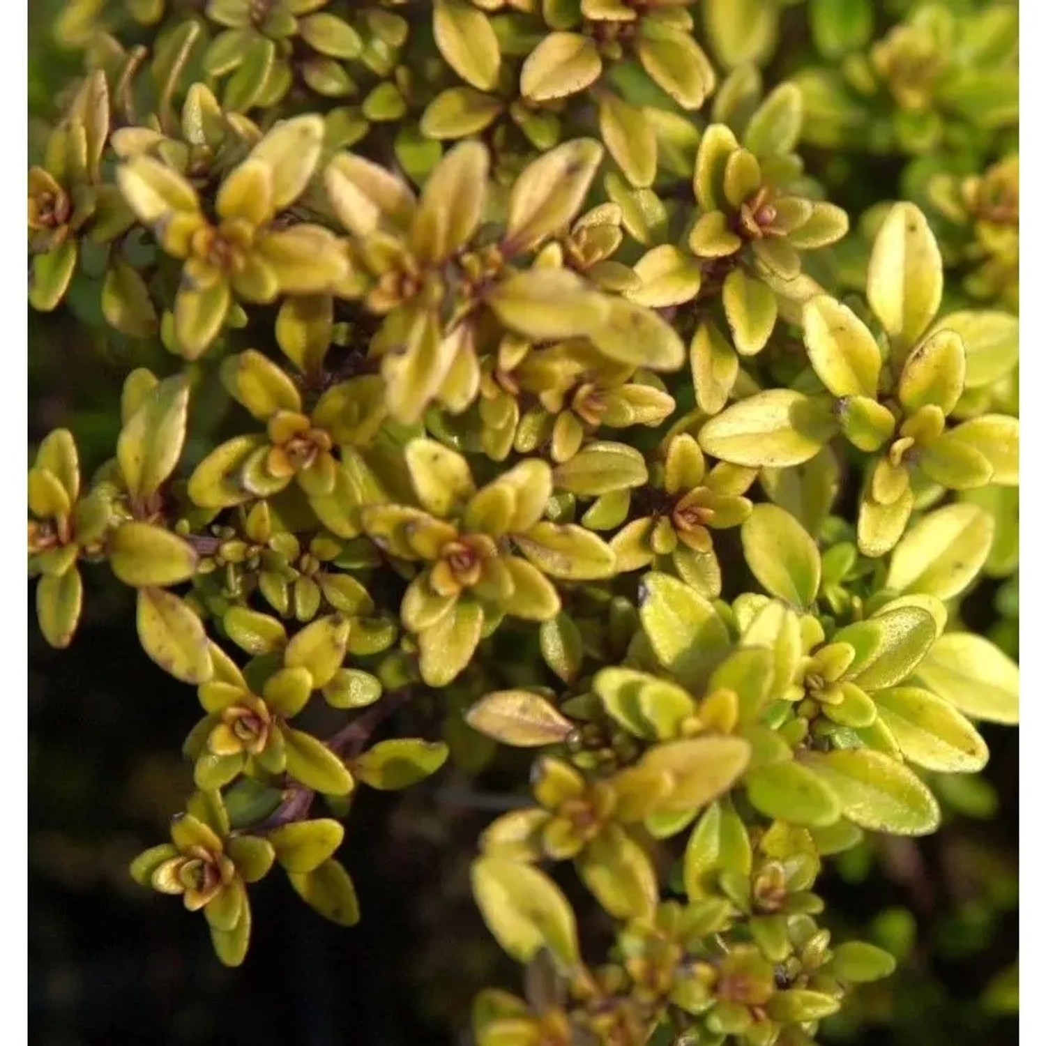 Zitronenthymian Golden Dwarf - Thymus citriodorus
