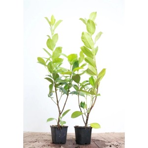 Kirschlorbeer 'Rotundifolia' im 9x9 cm Topf, 60-80 cm hoch. Ideal als Heckenpflanze.