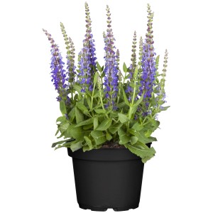 Blühender Steppen-Salbei (Salvia nemorosa) im Topf, blaue Blütenstände und grüne Blätter.
