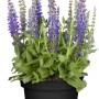 Blühender Steppen-Salbei (Salvia nemorosa) im Topf, blaue Blütenstände und grüne Blätter.