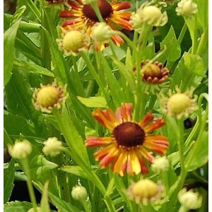 Sonnenbraut 'Loysder Wieck': orange-gelbe Blüten mit brauner Mitte, Beetstaude.