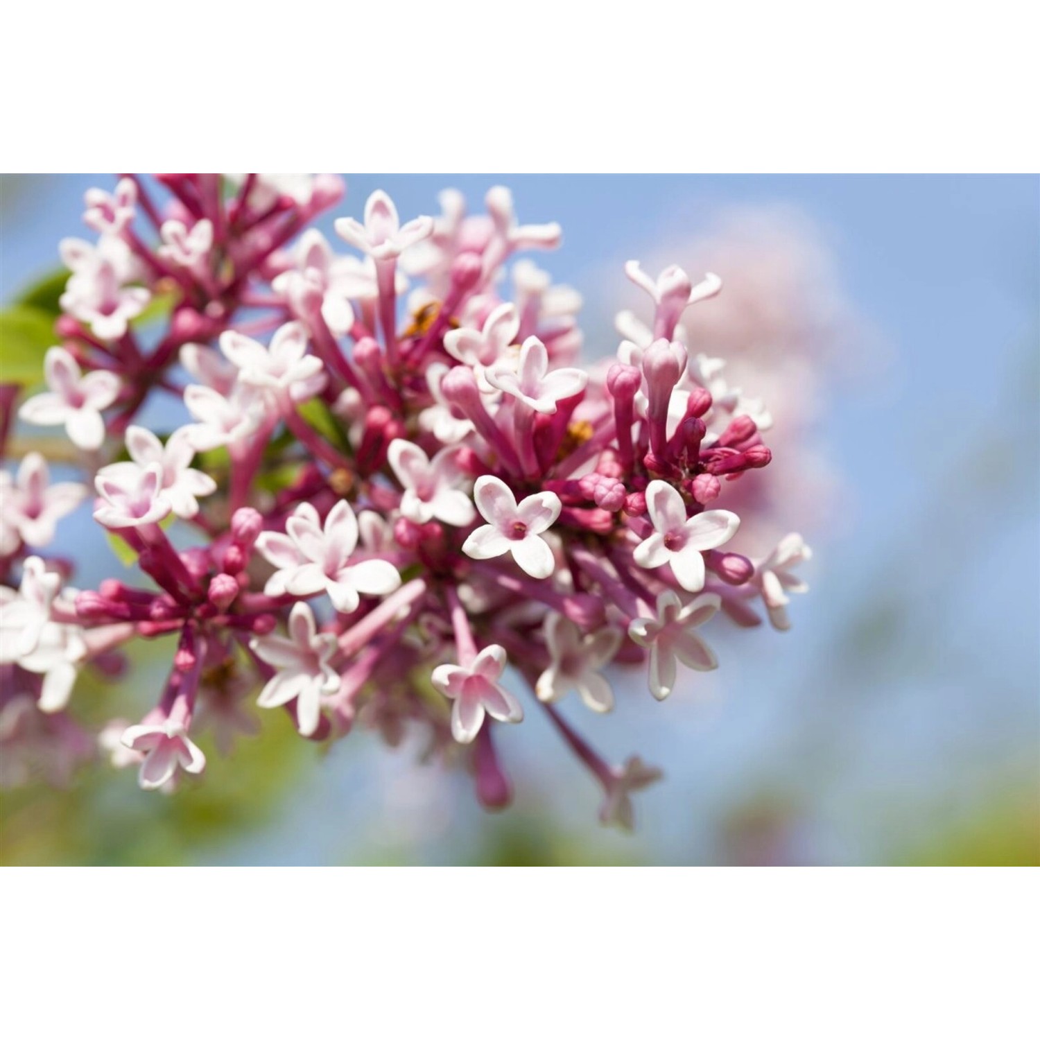 Syringa Microphylla Flieder 100 cm Stammhöhe günstig online kaufen