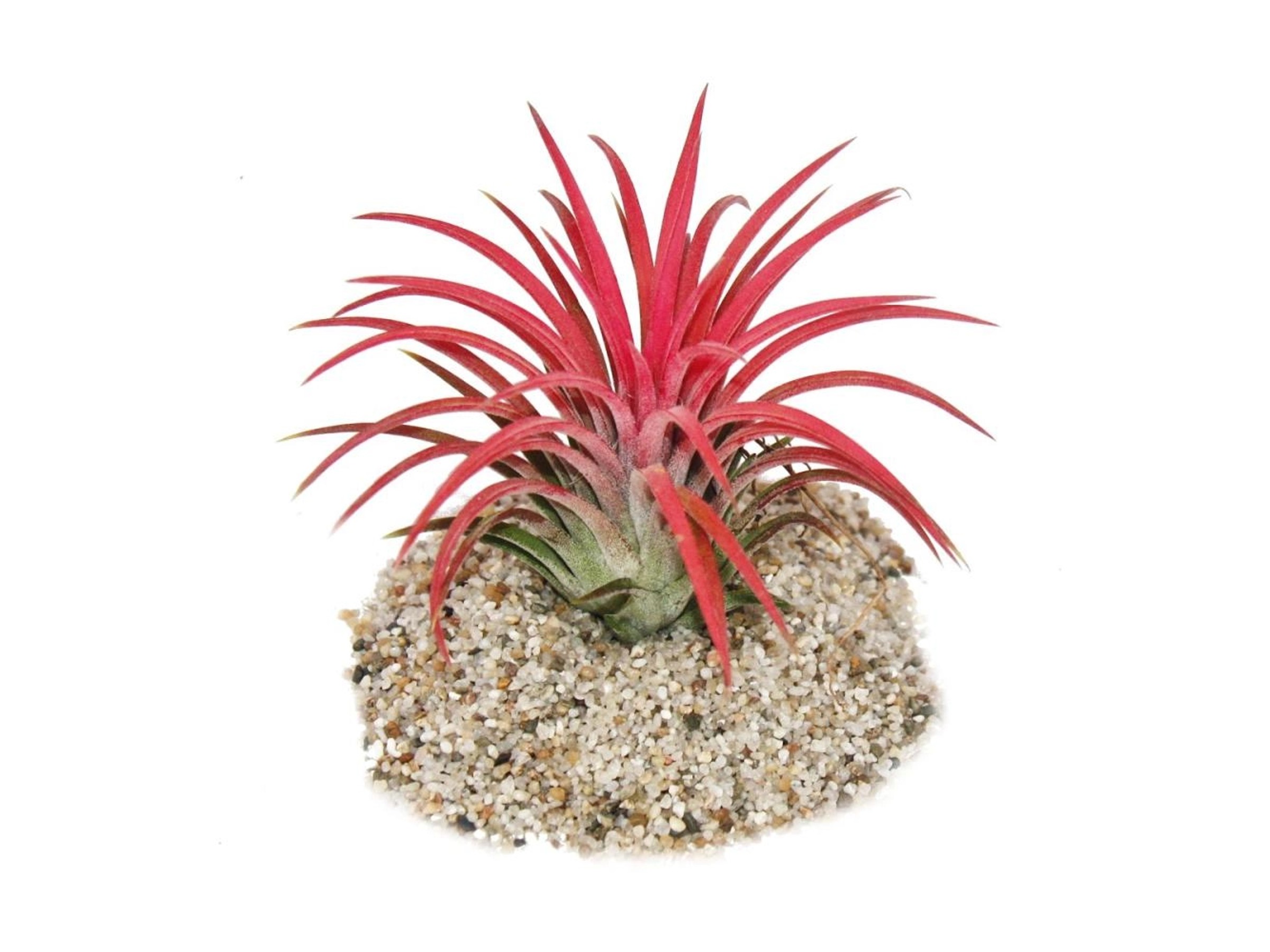 Exotenherz Tillandsia Ionantha Fire Intensive Rote Farbe kaufen bei OBI