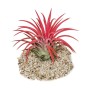 Exotenherz Tillandsia Ionantha Fire mit intensiver roter Farbe auf hellem Untergrund.