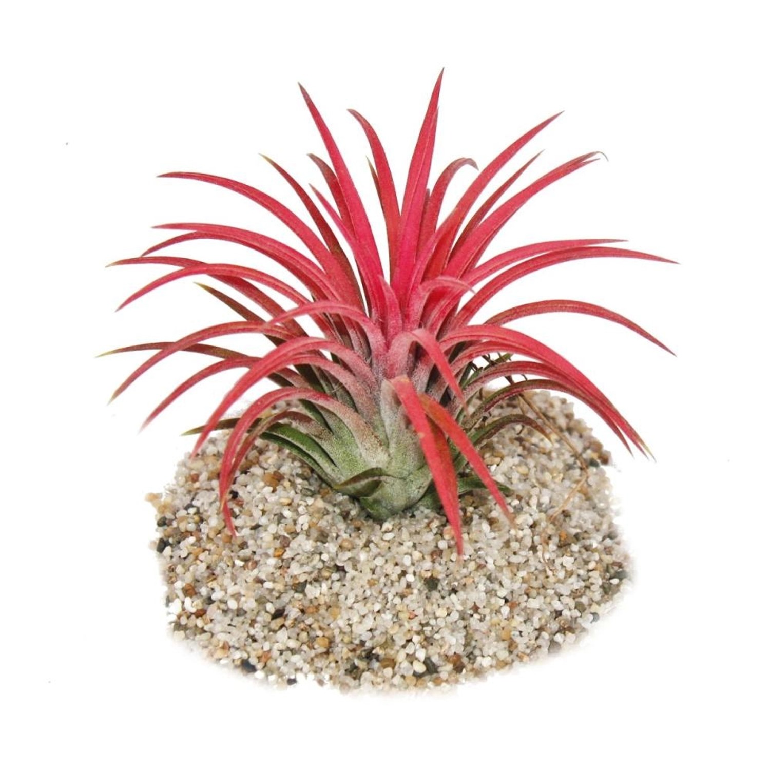 Exotenherz Tillandsia Ionantha Fire Intensive Rote Farbe